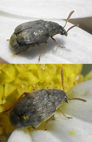 Chrysomelidae Bruchinae